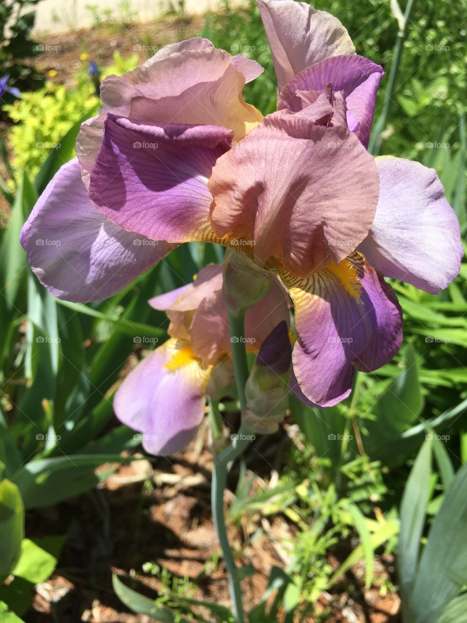 Light purple iris