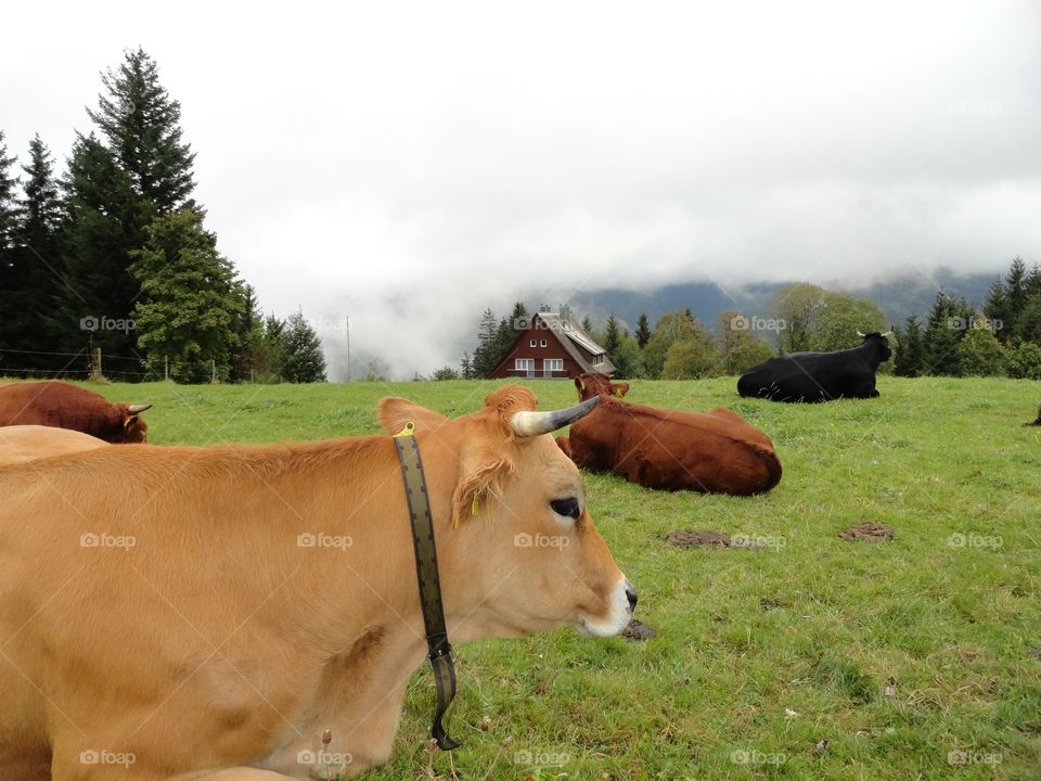 Cows in the Black Forest 