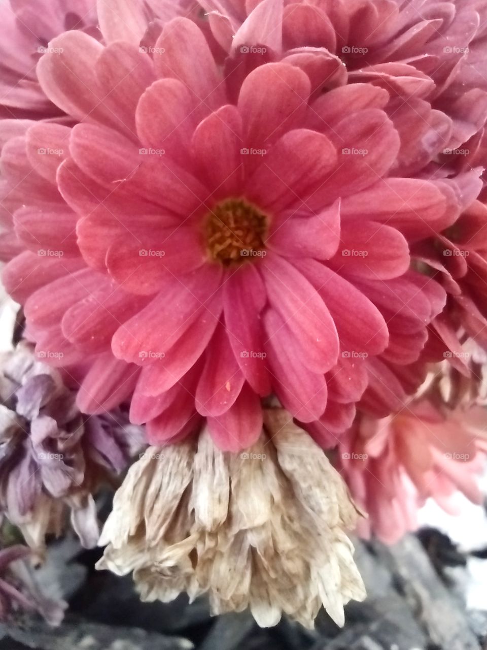 Unfiltered, beautiful, lovely close-up of a bright pink soft flower on a beautiful day