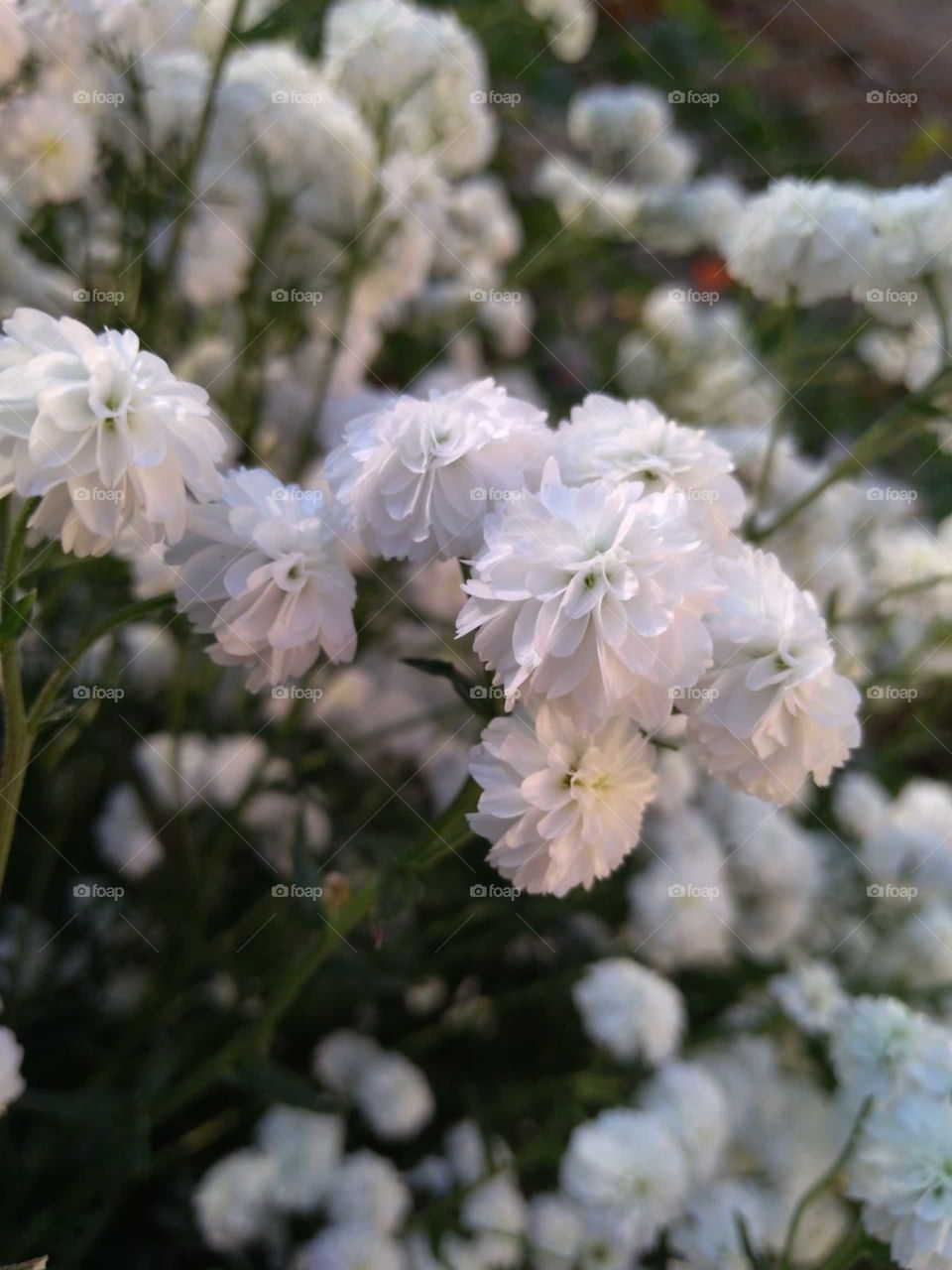 Cute white flowers