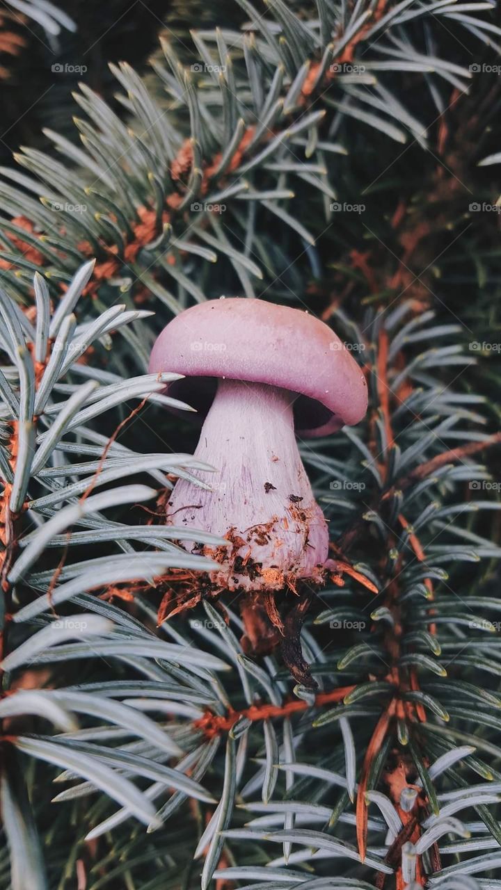 Purple Blewit Mushroom in pine needles