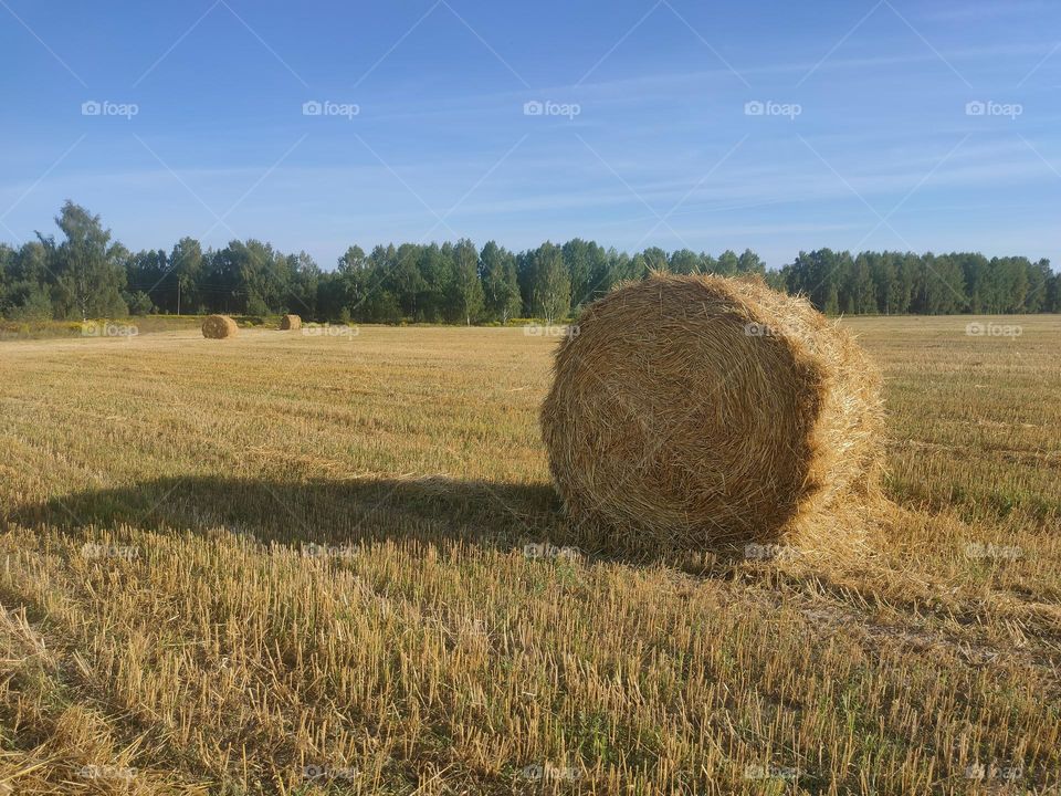 field with twisted hay rolls