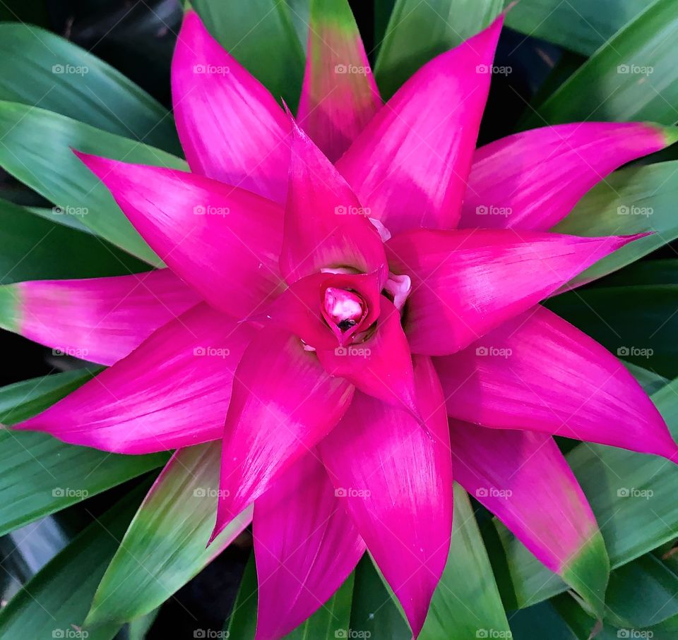 Beautiful pink and green plant—taken in Chicago, Illinois 