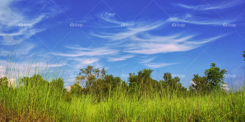 Beautiful grass or Flora of India in sunny day with neat or clean, sky blue background.