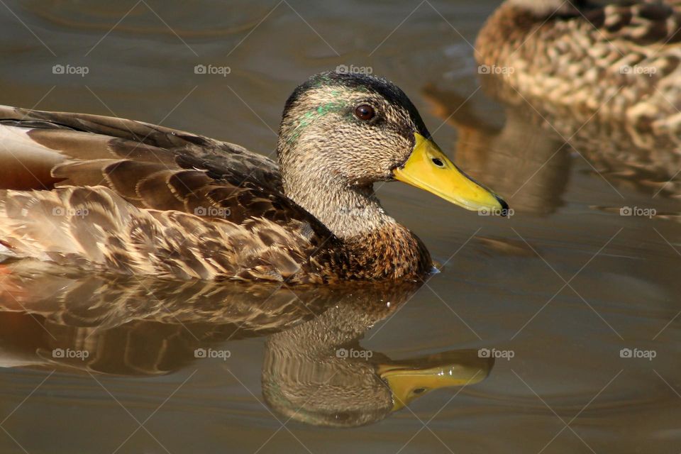 Duck