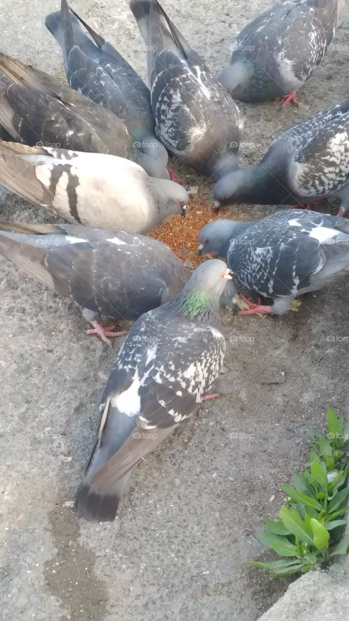 pigeon