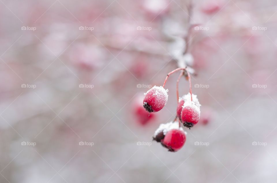 Frozen red berries