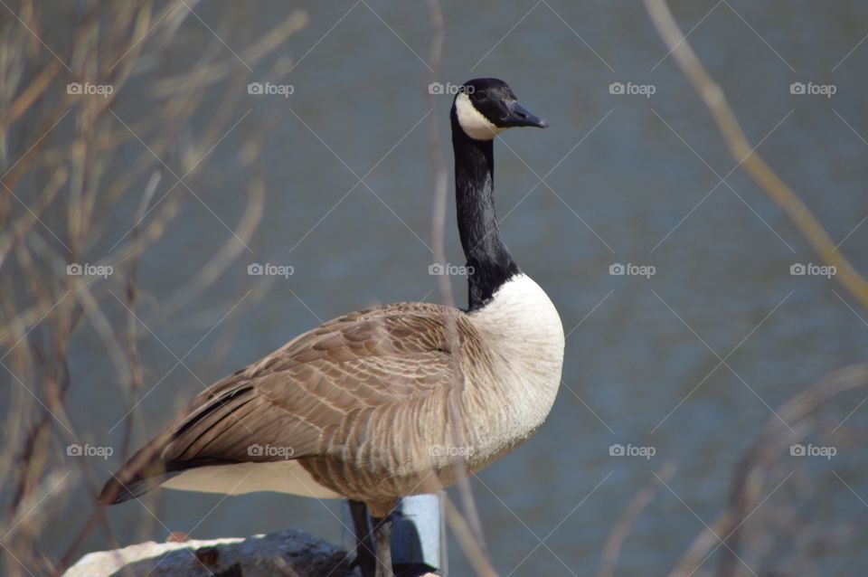 Goose Portait