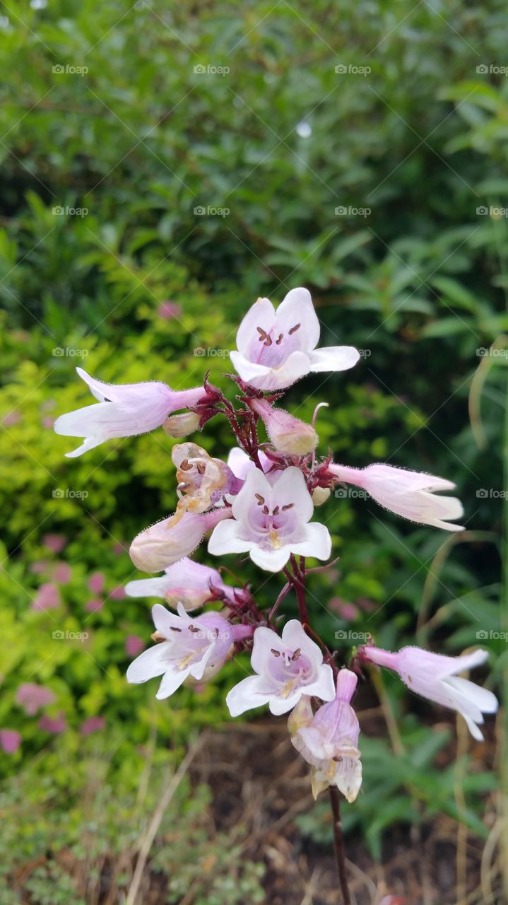 Flowers of Asheville, North Carolina