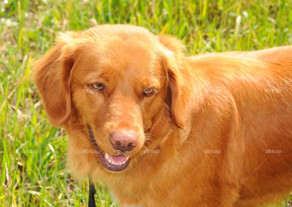 A dog standing on grass