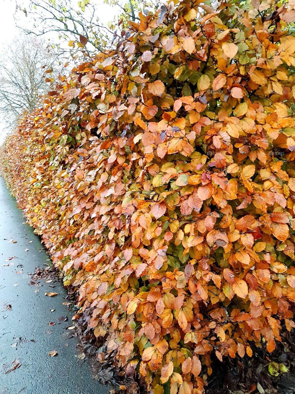 Fall, Leaf, Nature, Desktop, Tree