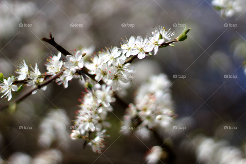 Flower, Cherry, Nature, Tree, Flora