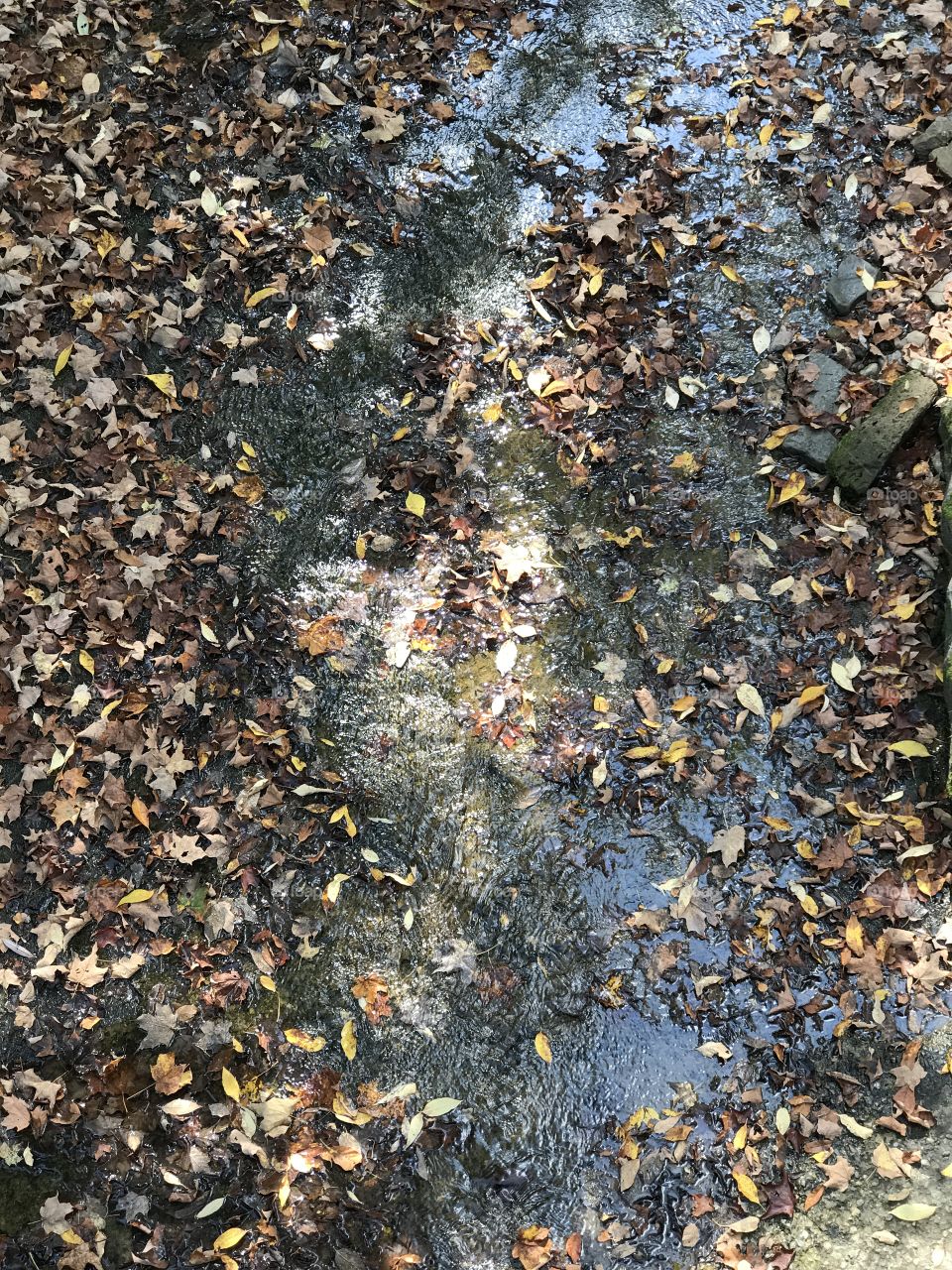 Autumn rain reflections 