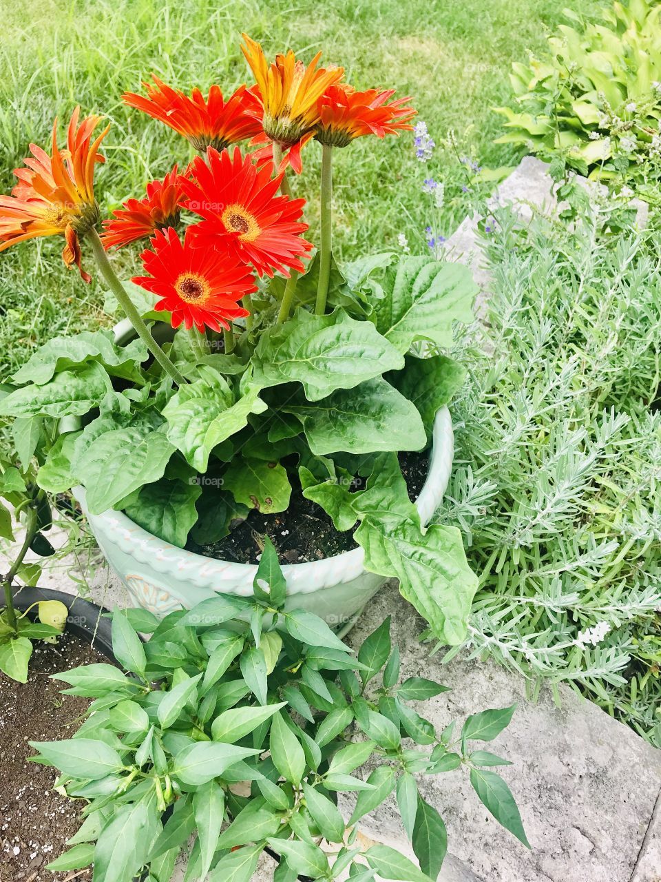Gorgeous orange and red flowers sitting in flower  pot full of beautiful bright greenery!! 