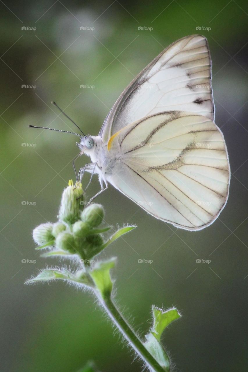 Beautiful and colourful butterfly