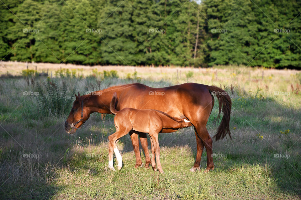 a little foal eats milk from a horse's mother in the rays of the bright sun on a green meadow, countryside, equestrianism, free-grazing domestic animals, ecological dictates of the economy, urbanization or rural life