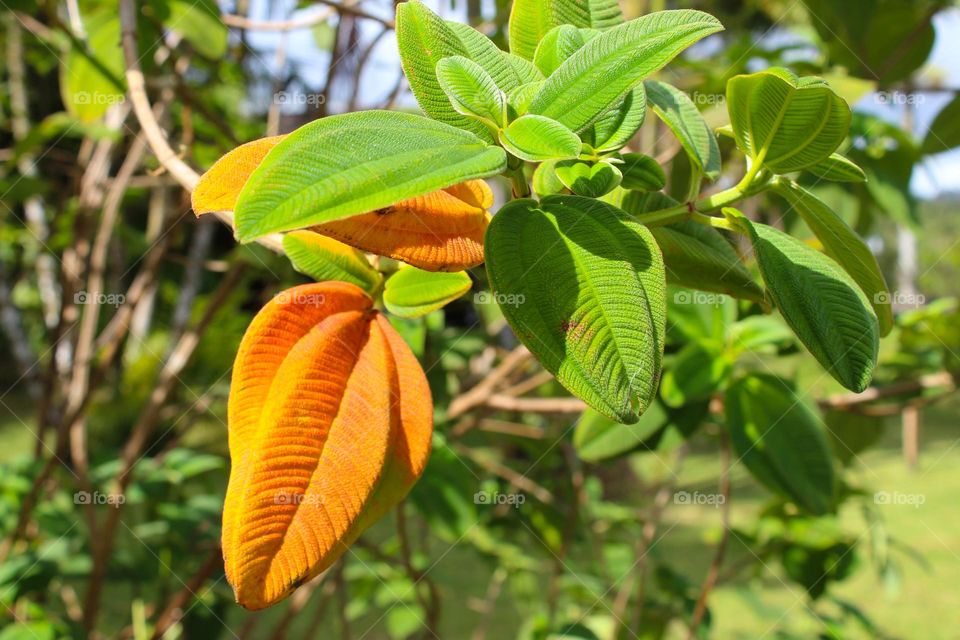 Tibouchina heteromalla.  Close up of the beautiful soft velvety green and orange leaves.  Tropical plant