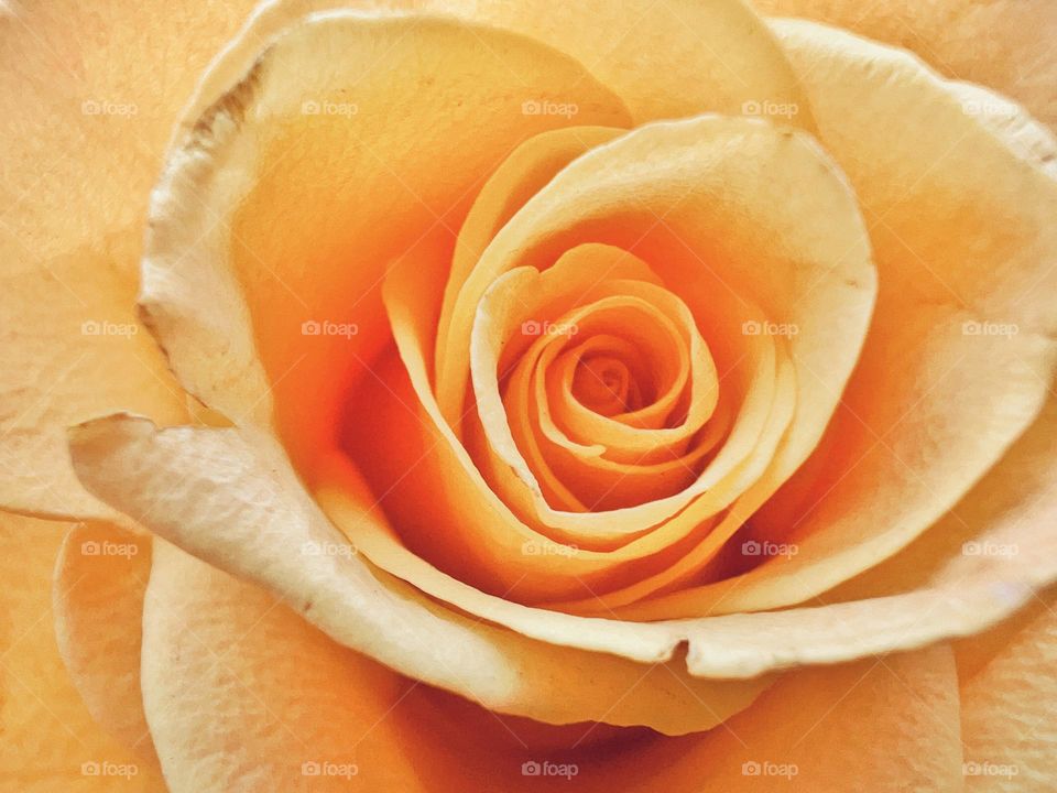 Yellow Rose head macro shot 