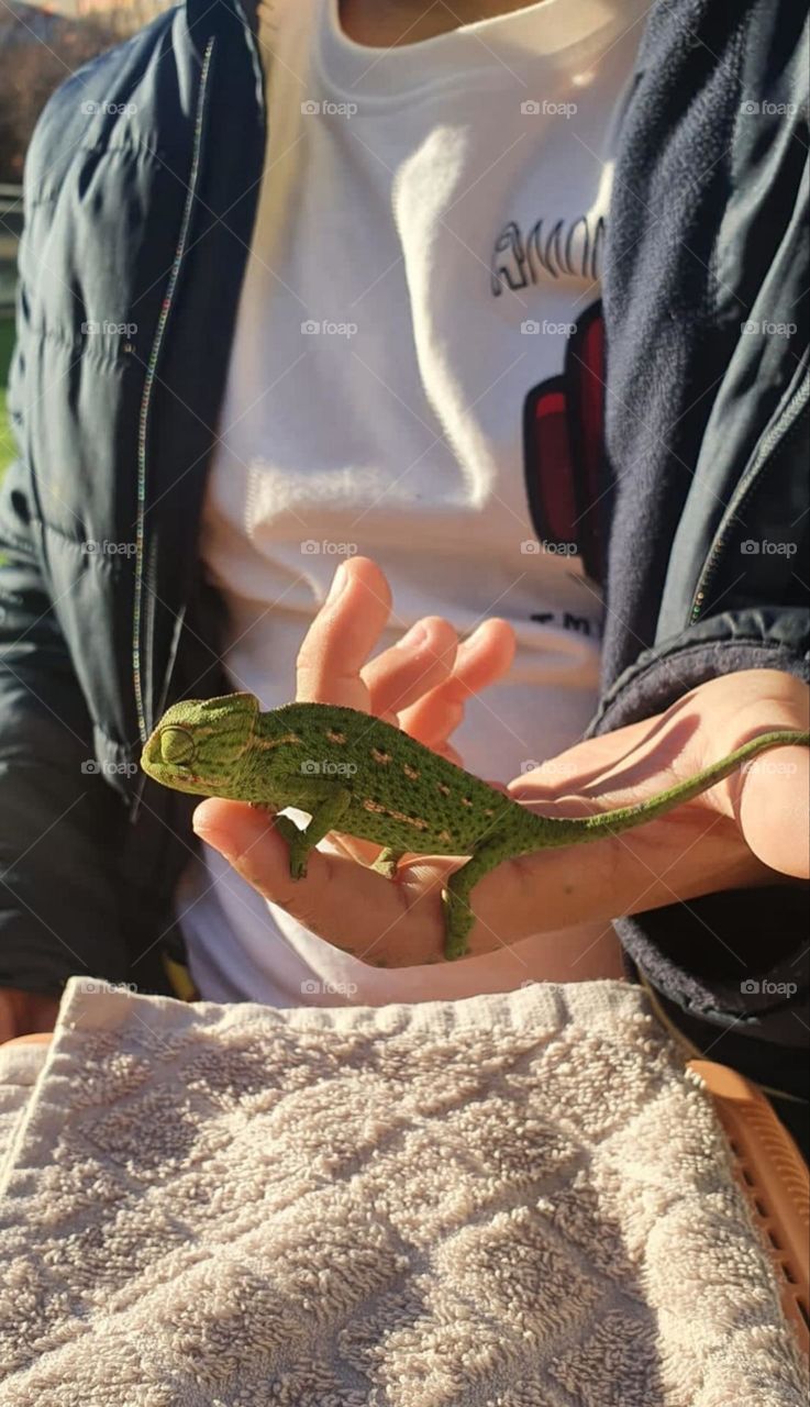 a new pet, a baby chameleon, green, small and very delicate