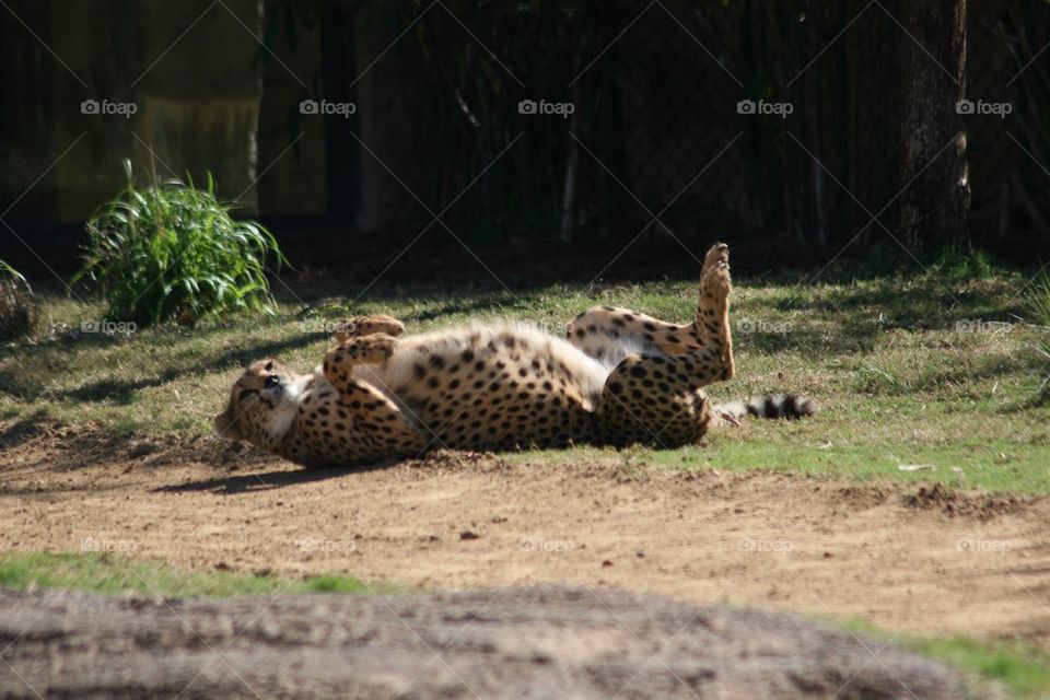 Cheetah play