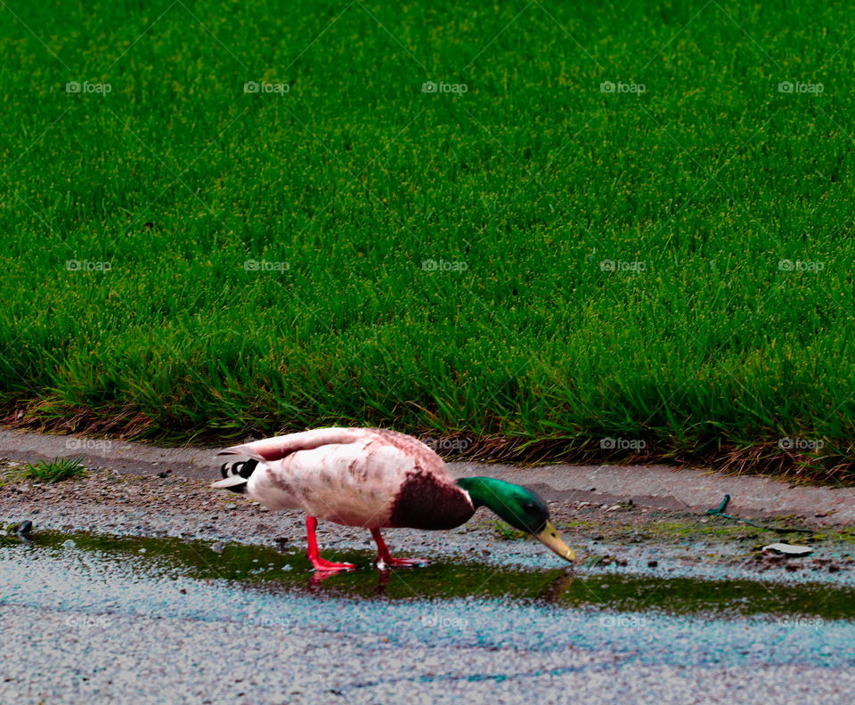 duck drinking water on road