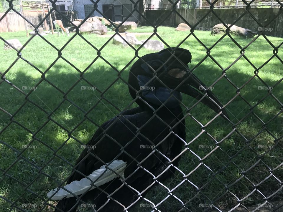 Bird in Cage, Memphis Zoo