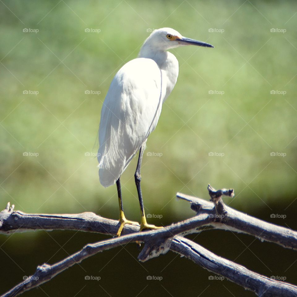 Egret 