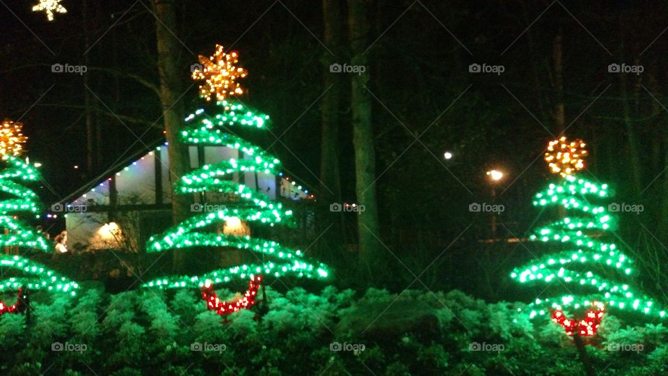 Christmas, Winter, Tree, Christmas Tree, Light