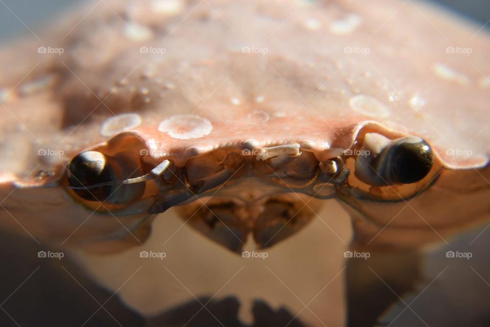 A death crab with salmon colors