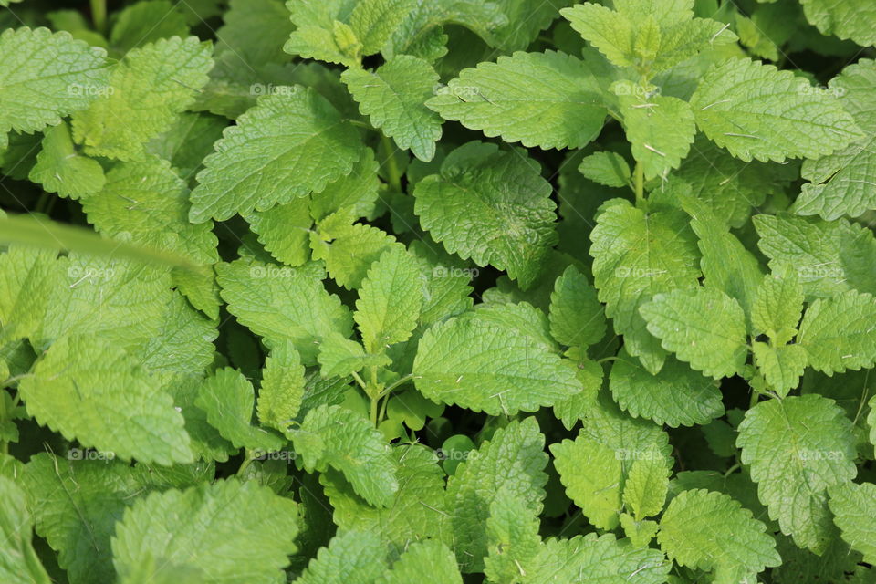 Lemon Balm - delicious fragrant herb. Make into a refreshing tea or add to your favorite recipes. A great anti- viral herb. Use to treat upset stomach, gas and inflammation. It’s also known to help improve sleep and reduce anxiety. 