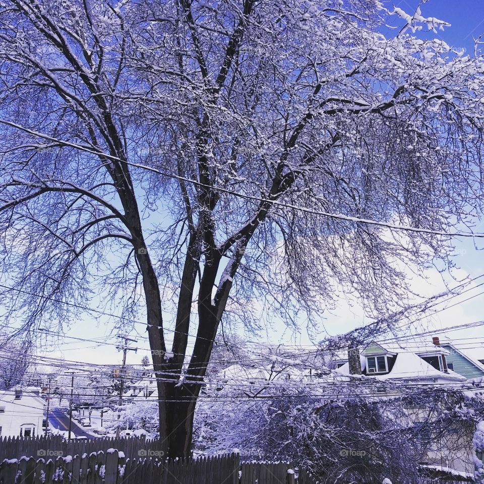 beauty of Winter