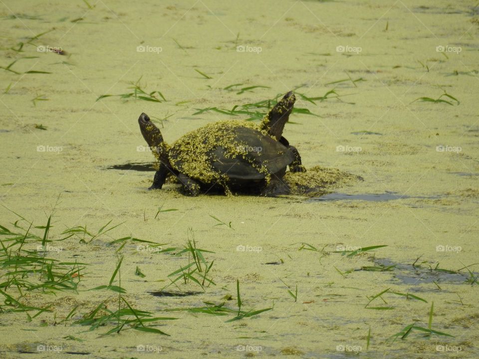 Lovers in the waters.. I'm not sure what are they talking about but it looks like a disagreement, coz they looks at the opposite direction