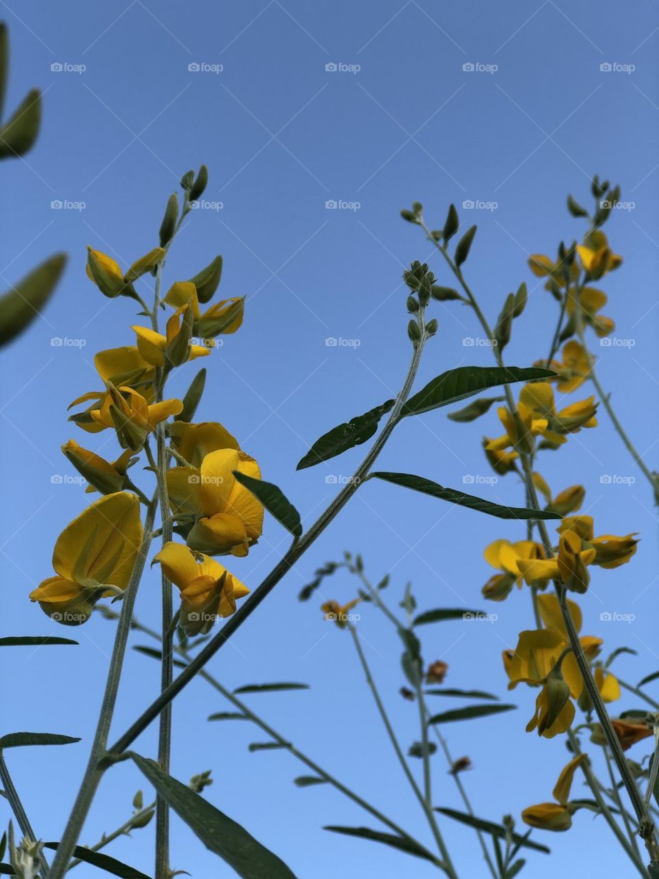 Flowers and sky