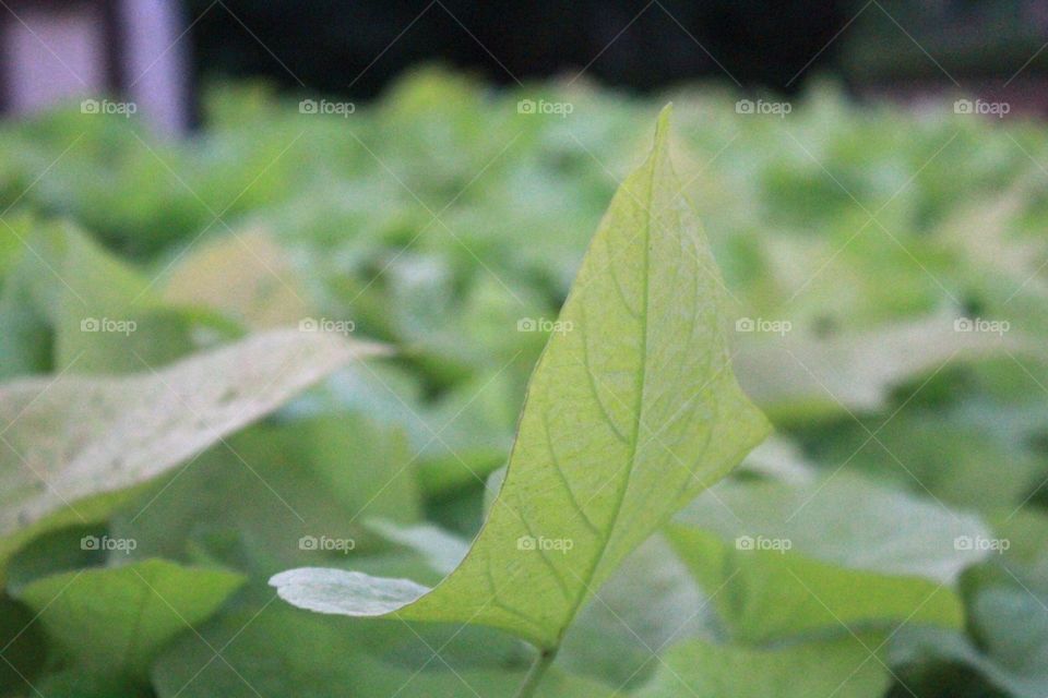 Garden of Five Senses #2. Garden of Five Senses, New Delhi, India