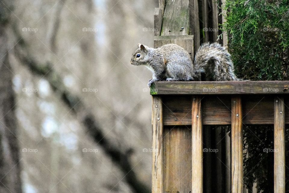 Squirrel sitting on wooden porch  