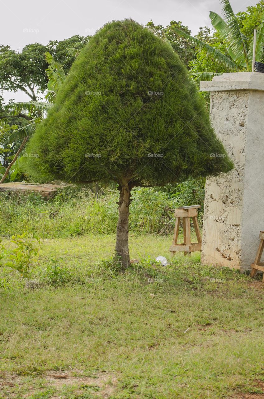 Cone Shape Tree