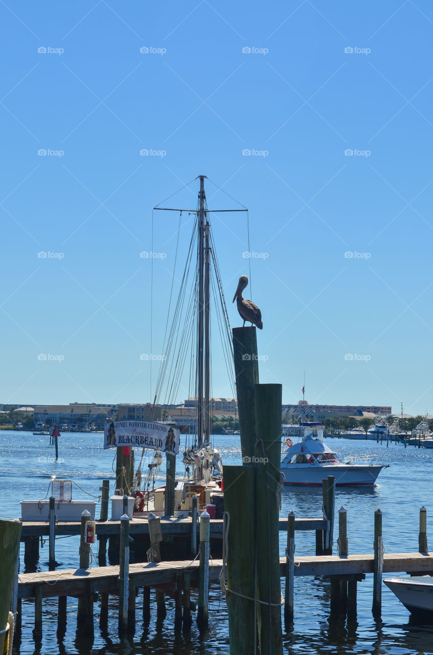 A Pelican on a pier in Destin Florida