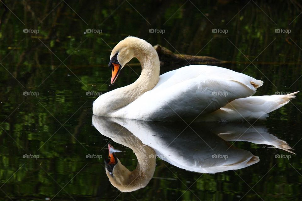 Reflected swan