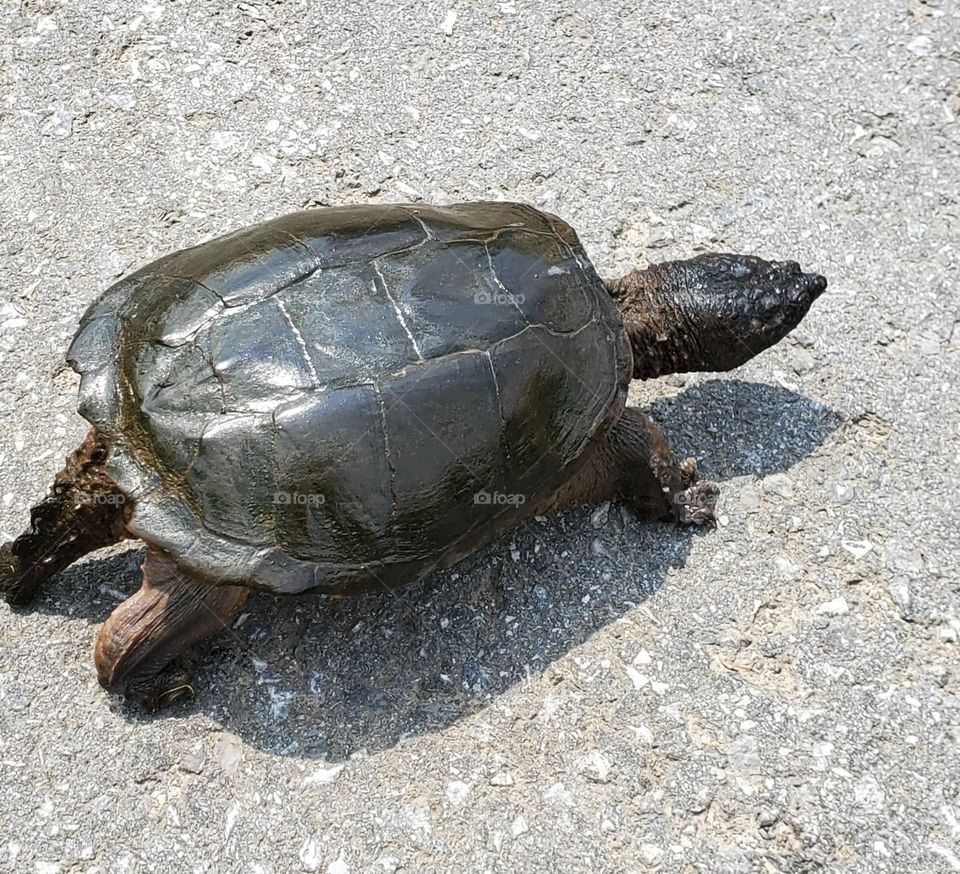 Snapping Turtle