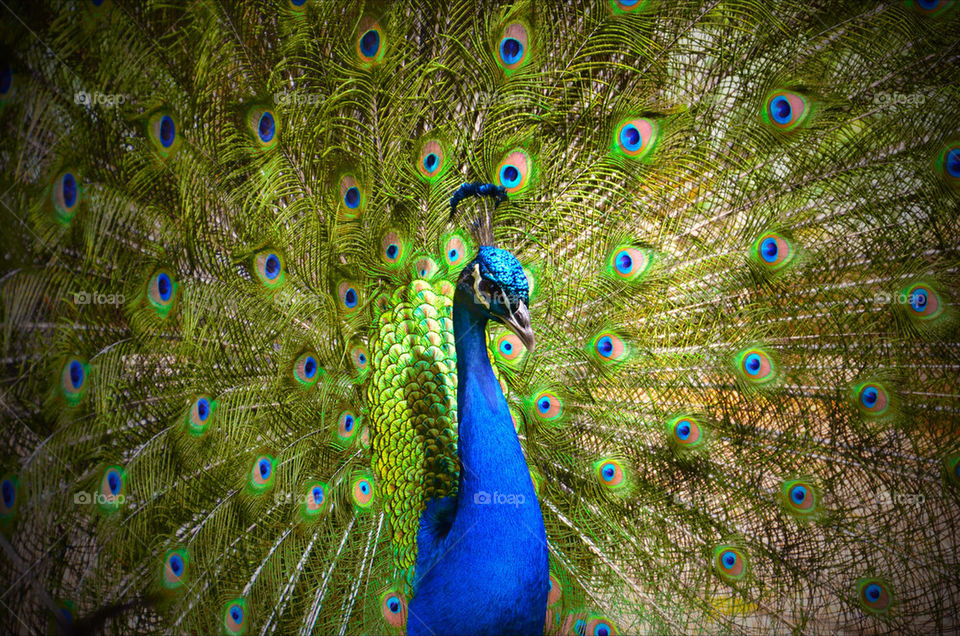 green blue animal bird by danielliphotography