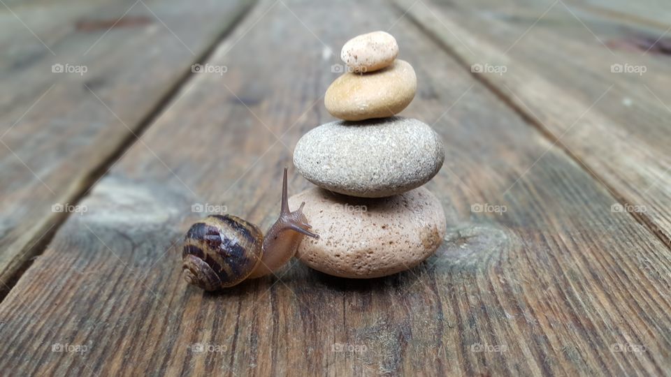balance stone with snail