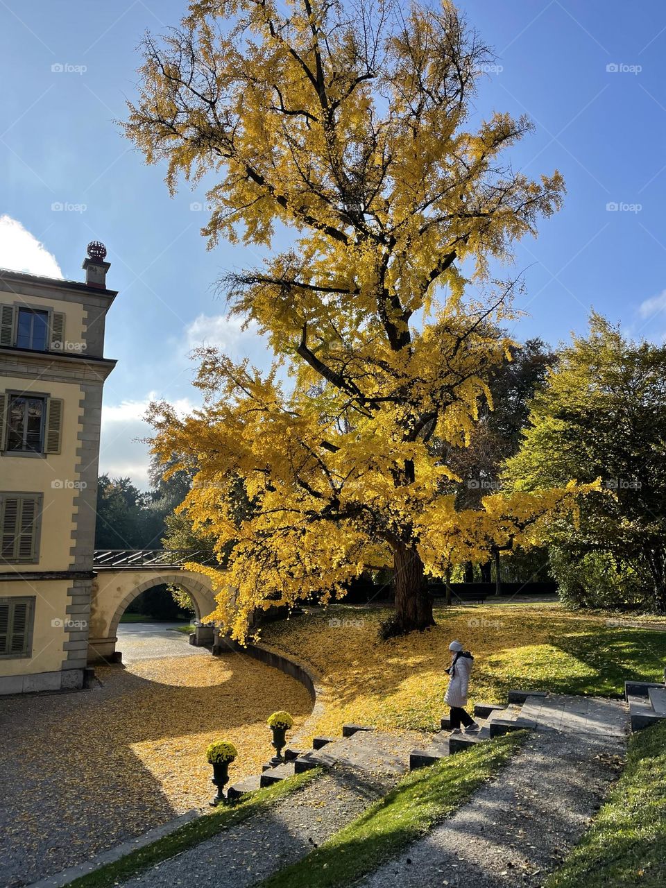 Autumn in a city park, ginkgo biloba tree covered of golden yellow leaves 