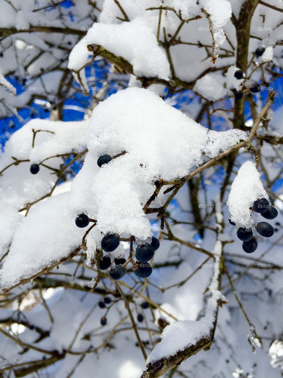 Winter Berries