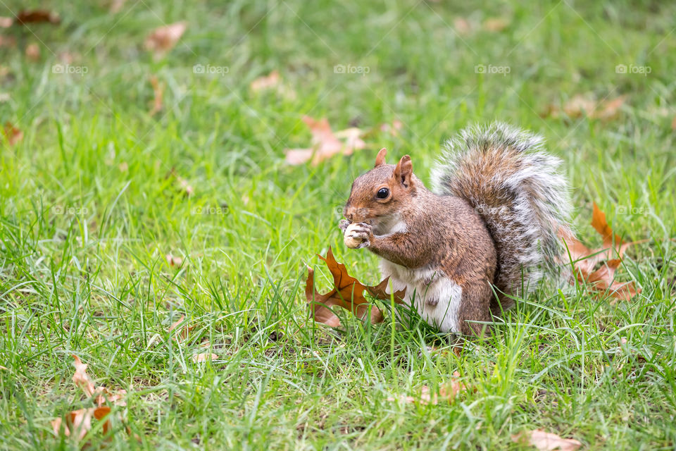 Cute little squirrel in the park