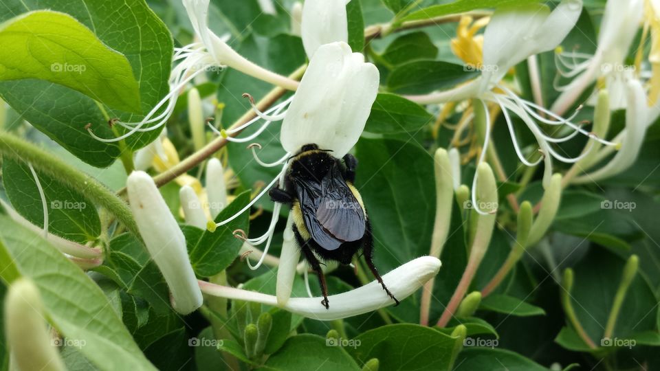 Busy Bee. Bee with honeysuckle