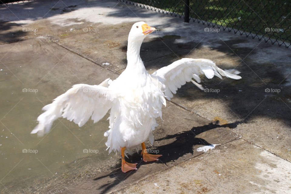 My cutest pet in the world