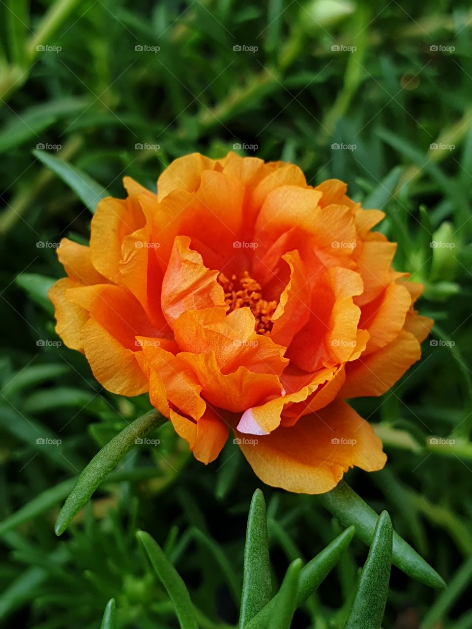 the portulaca grandiflora