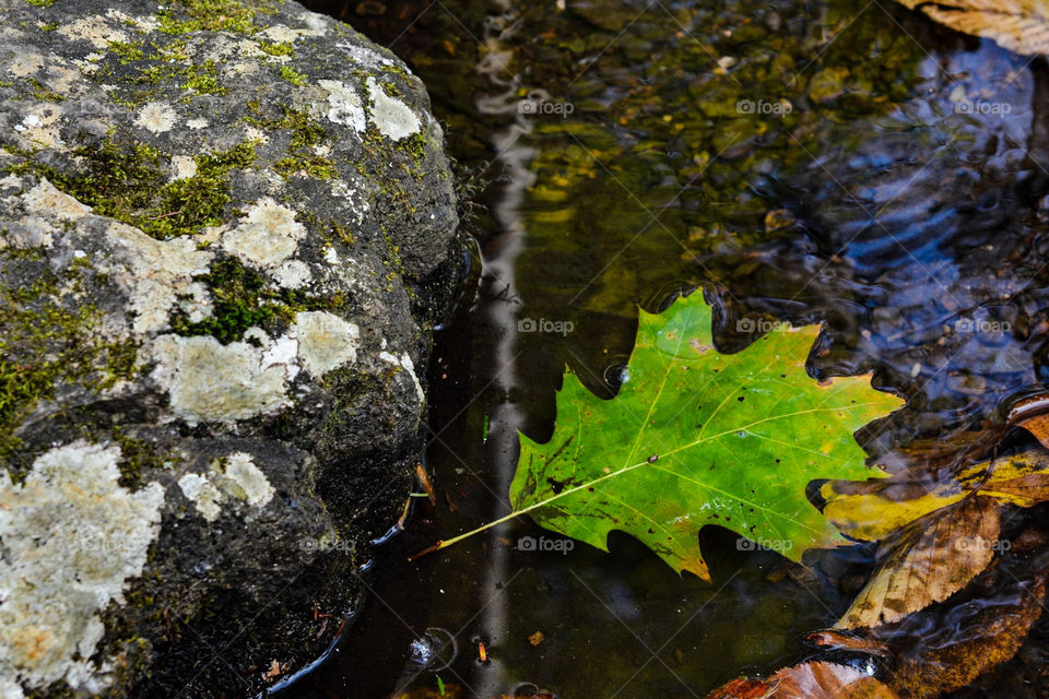 Forest detail