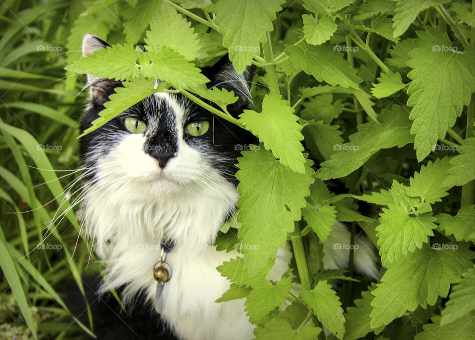 Green Eyed Cat in Catnip