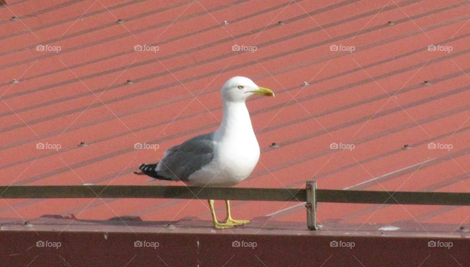 One Beautiful Seagull on the Red Roof